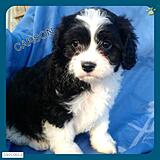 Click image for larger version

Name:	Buddy Pup-Cavachon (525 x 525).jpg
Views:	170
Size:	49.2 KB
ID:	786543