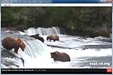 Click image for larger version

Name:	Brook Falls Alaska Bears and Salmon 5.jpg
Views:	155
Size:	129.4 KB
ID:	786577