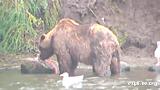 Click image for larger version

Name:	Brook Falls Alaska Bears and Salmon 8.jpg
Views:	116
Size:	94.8 KB
ID:	786589